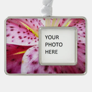 Stargazer Lily Bright Magenta Rahmen-Ornament Silber