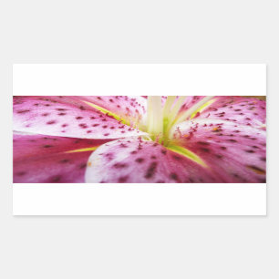 Stargazer Lily Bright Magenta Rechteckiger Aufkleber