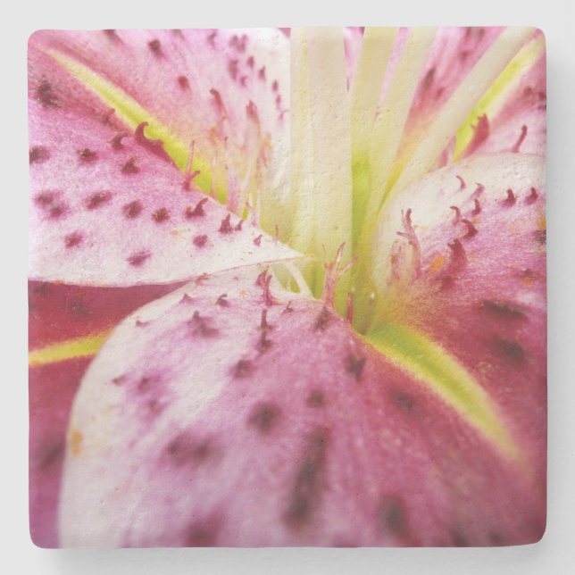 Stargazer Lily Bright Magenta Steinuntersetzer (Vorderseite)