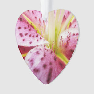 Stargazer Lily brillant Magenta Floral