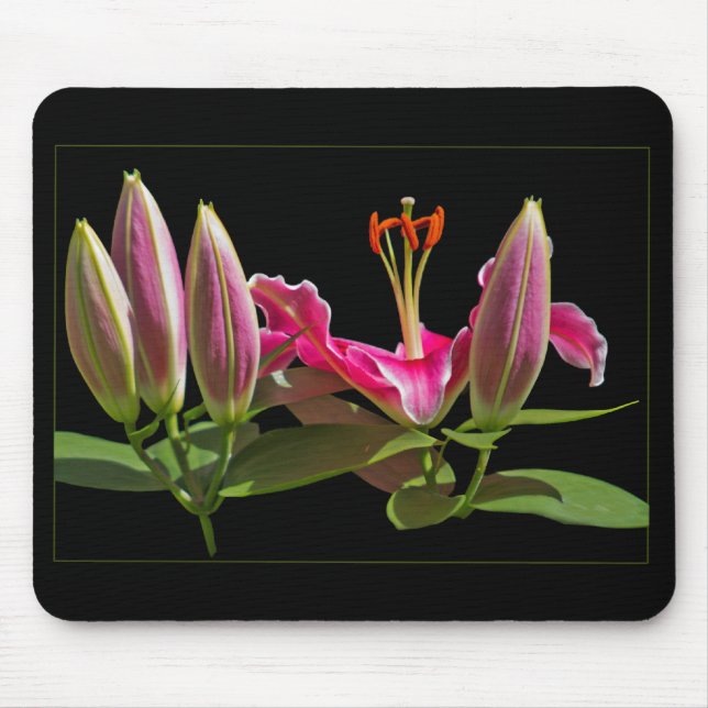 Stargazer Lily Buds und Blüte Mousepad (Vorne)