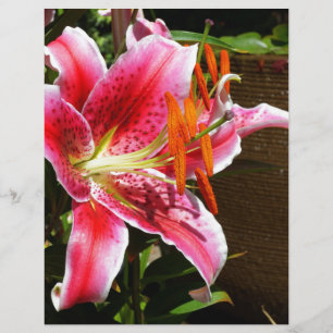 Stargazer Lily Fotograf
