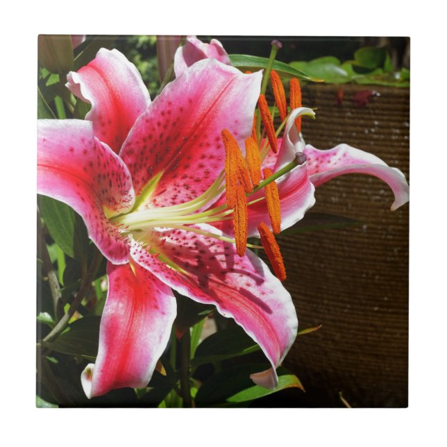 Stargazer Lily Fotograf Fliese (Vorderseite)