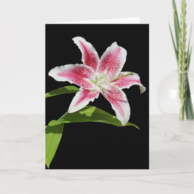 Stargazer Lily Karte (Vorderseite)