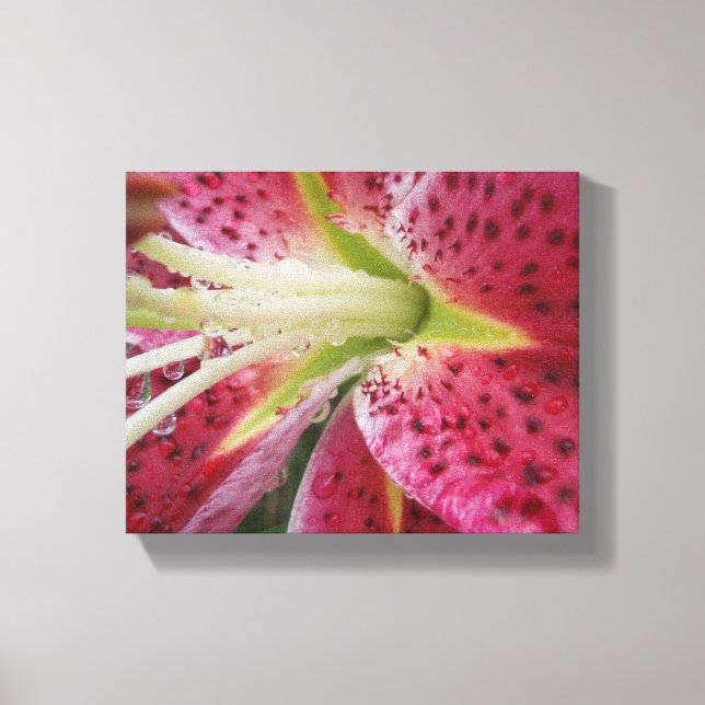 Stargazer Lily Leinwanddruck (Vorderseite)