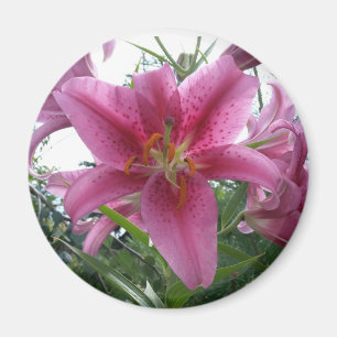 Stargazer Lily Magnet