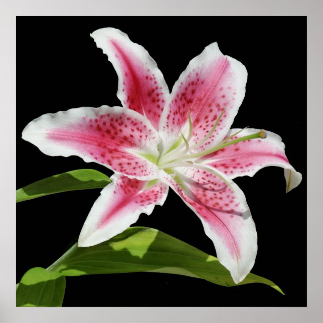 Stargazer Lily Poster (Vorne)