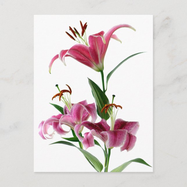 Stargazer Lily Postkarte (Vorderseite)
