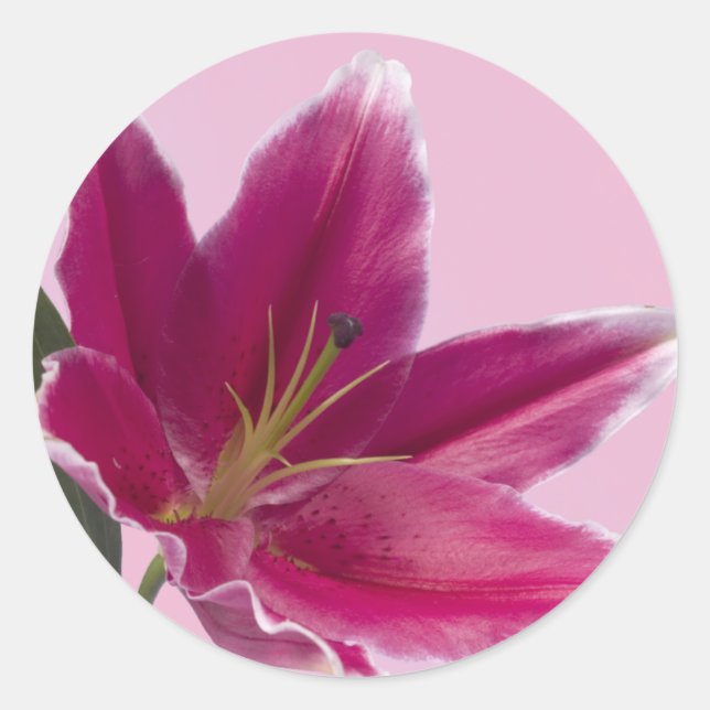 Stargazer Lily Runder Aufkleber (Vorderseite)