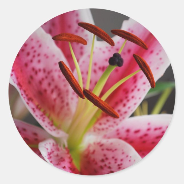 Stargazer Lily Sticker (Vorderseite)