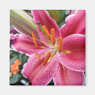 Stargazer Magnet