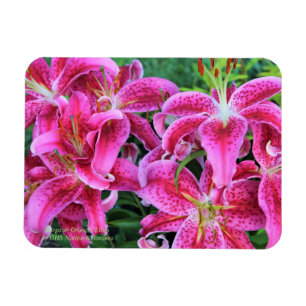 Stargazer Oriental Lilies Magnet