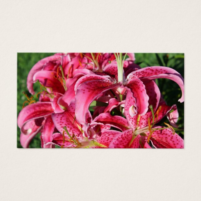 Stargazer Pink Oriental Lilies (Vorderseite)