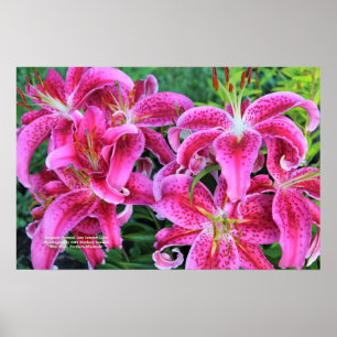 Stargazer-rosa orientalische Spätsommer-Lilien Poster