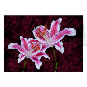Stargazer rose et blanc Lily Close Up Photographie