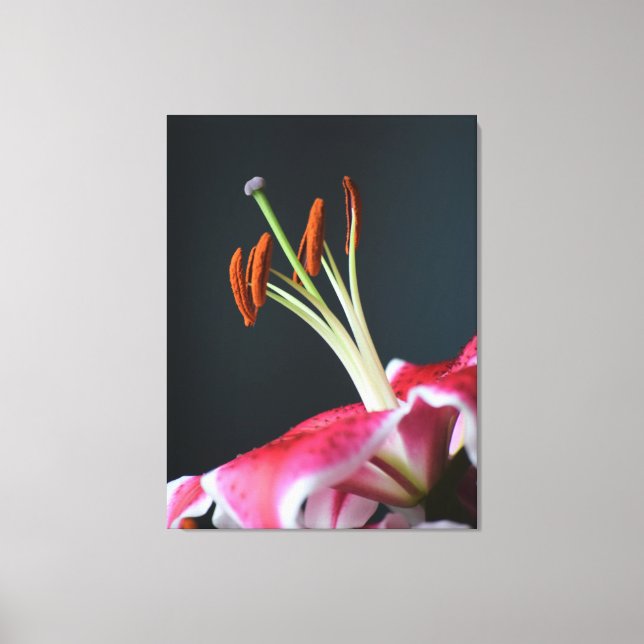 Stargazer Stamen Leinwanddruck (Vorderseite)