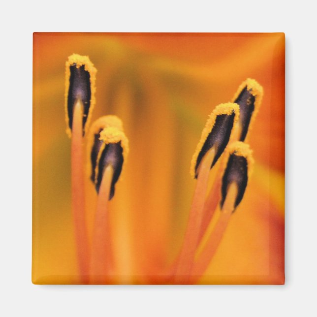 Stargazer Stamen Magnet (Vorne)
