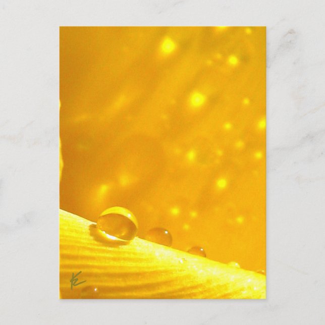 Stargazing Dew Tropfen auf gelber Geruchsdohle Postkarte (Vorderseite)