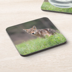 Staring Brown Coyote auf einem Feld Getränkeuntersetzer
