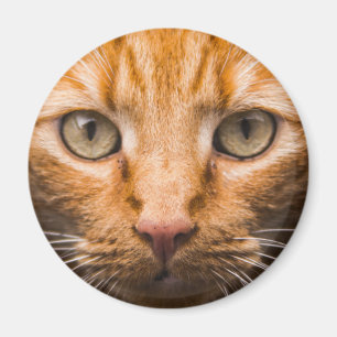 Staring Cat Magnete Magnet