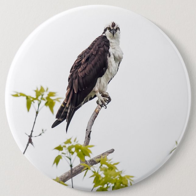 Staring Osprey Button (Vorderseite)