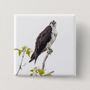 Staring Osprey Button