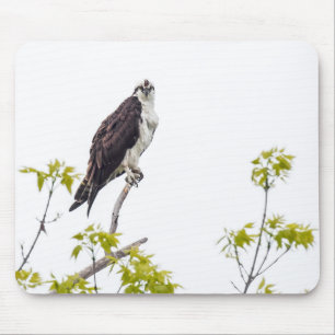 Staring Osprey Mousepad