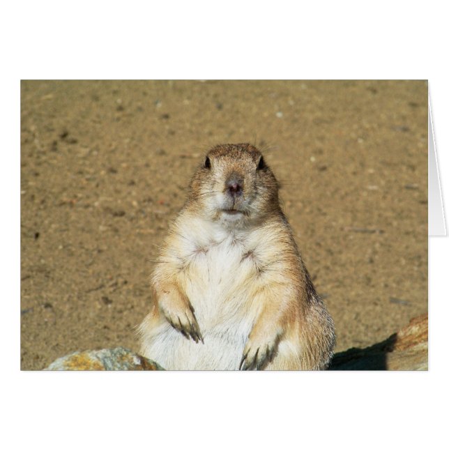 Staring Prairie Dog Blank Card (Vorderseite (Horizontal))