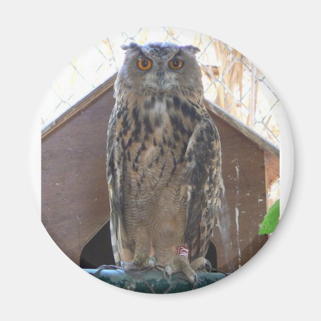 Staring-Uhu Magnet (Vorne)