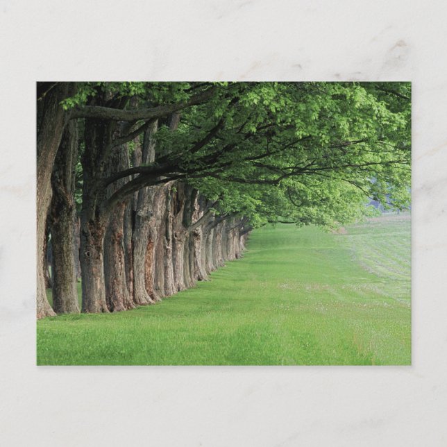 Starke Baumreihe, Louisville, Kentucky. Postkarte (Vorderseite)