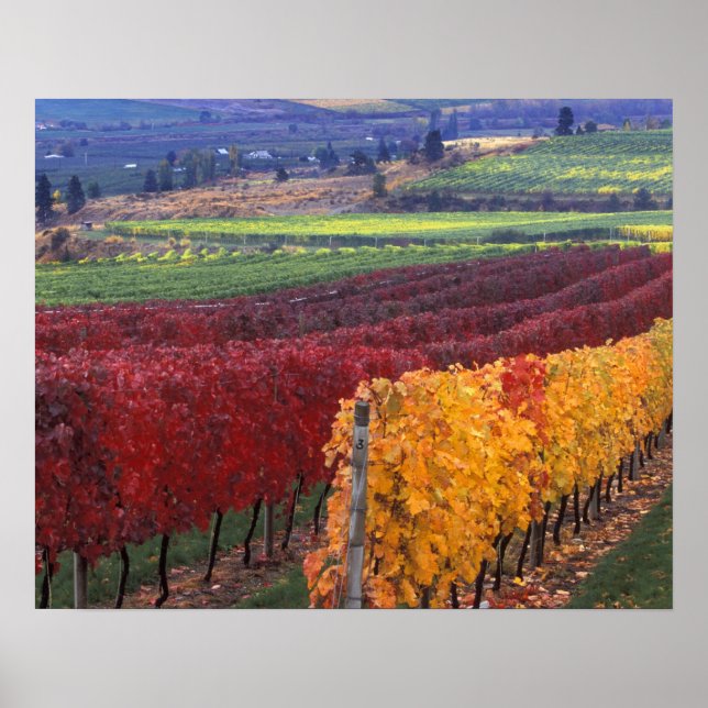 Starke rote und gelbe Herbstfarben auf dem Gehring Poster (Vorne)