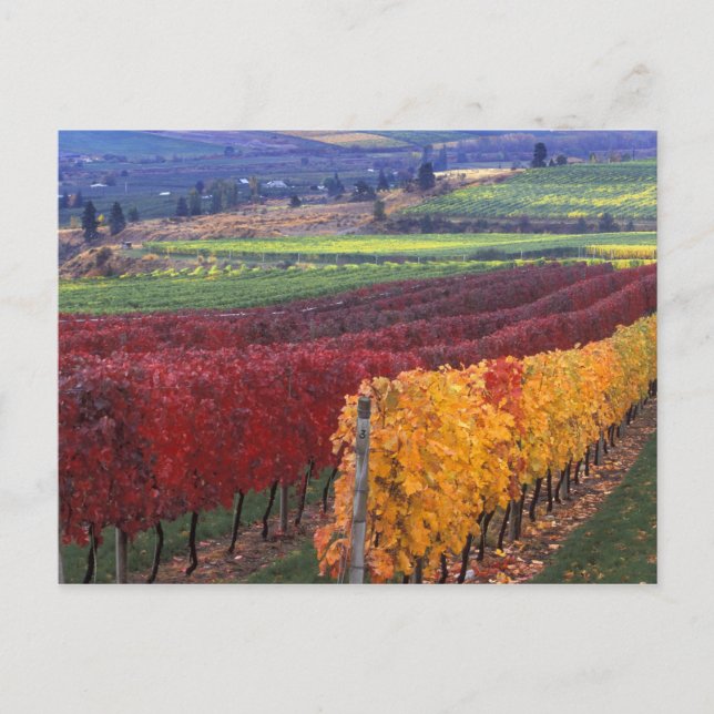 Starke rote und gelbe Herbstfarben auf dem Gehring Postkarte (Vorderseite)