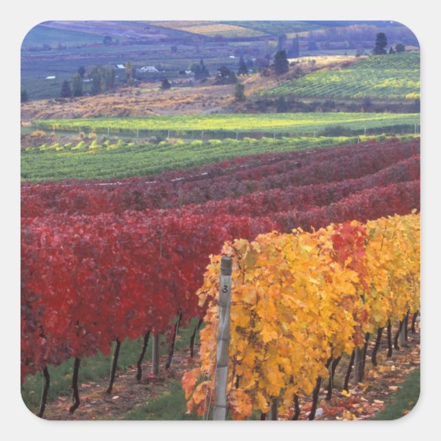Starke rote und gelbe Herbstfarben auf dem Gehring Quadratischer Aufkleber (Vorderseite)