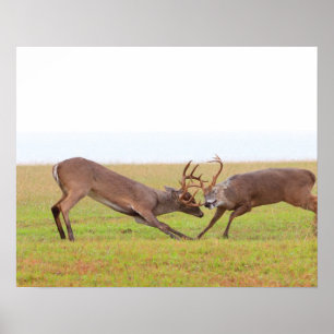 Stärke und Anmut: Der Antler Tango Poster
