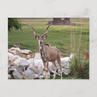 stärker kudu-6 postkarte