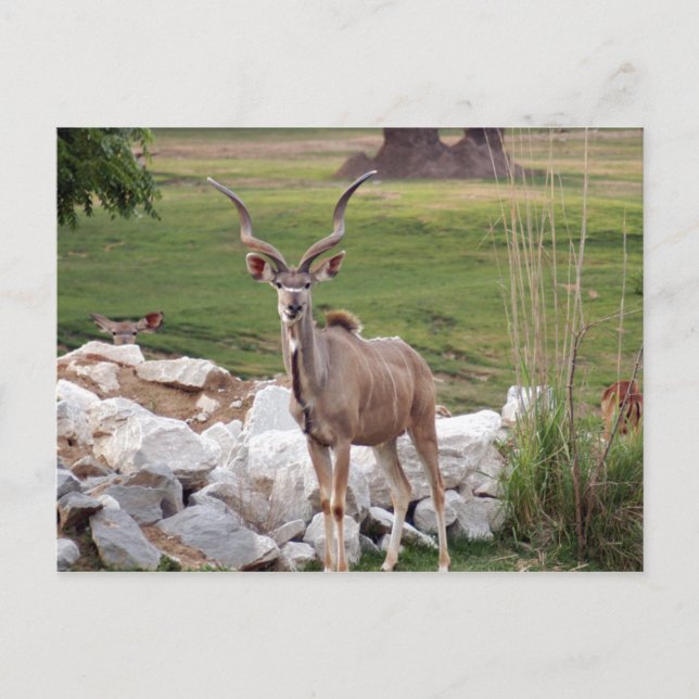 stärker kudu-6 postkarte (Vorderseite)