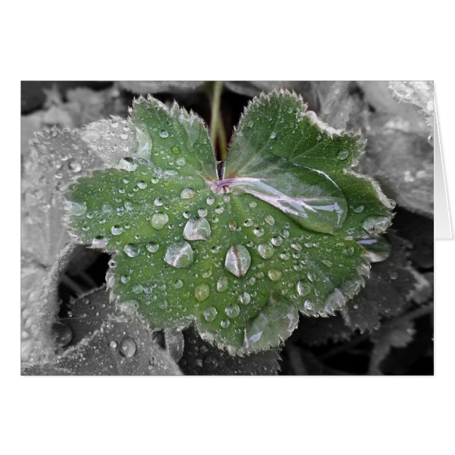 starker Regen (Vorderseite (Horizontal))