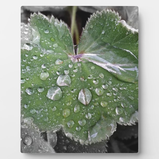 starker Regen Fotoplatte (Vorderseite)