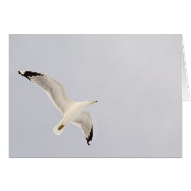 Starkgull (Vorderseite (Horizontal))