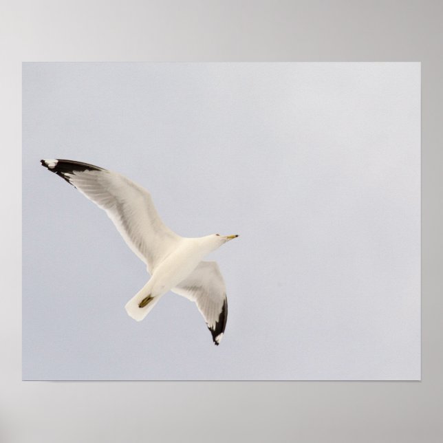 Starkgull Poster (Vorne)