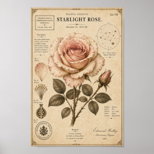 Starlight Rose Victorian Botanical Museum Druck Poster