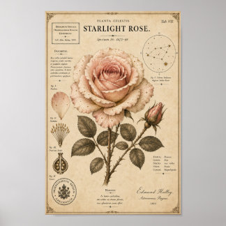 Starlight Rose Victorian Botanical Museum Druck Poster