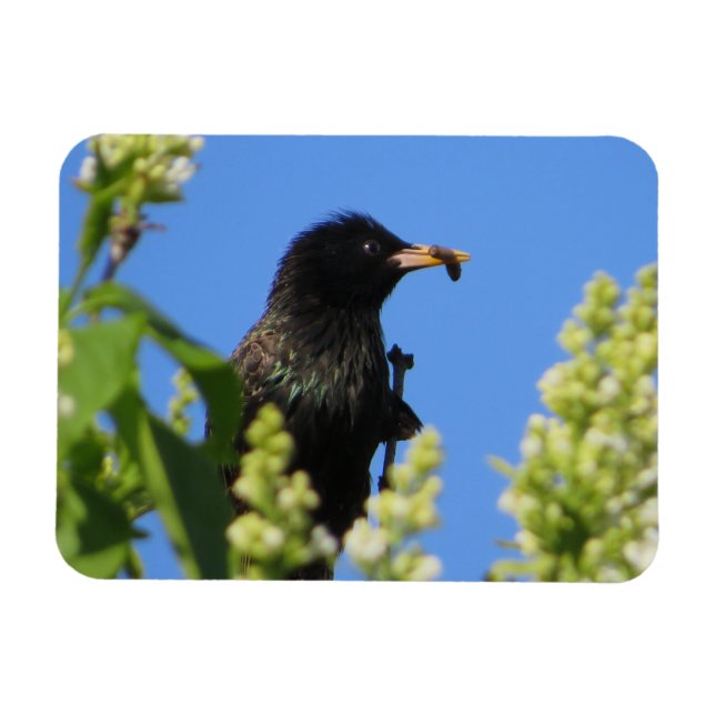 Starling auf Lilacs Magnet (Horizontal)
