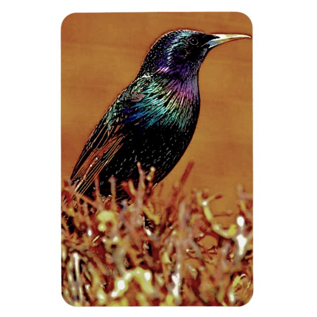 Starling Bird-Foto Magnet (Vertikal)