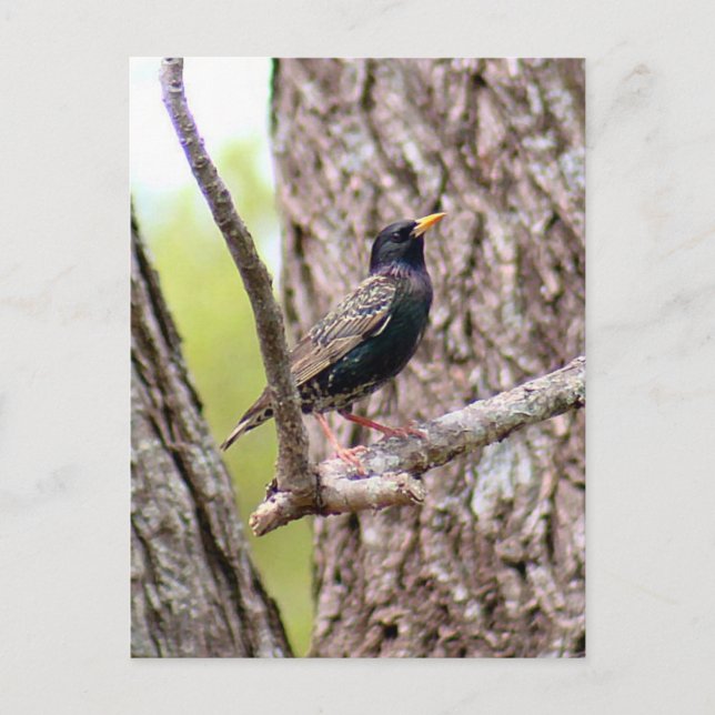 Starling Bird Foto Postkarte (Vorderseite)