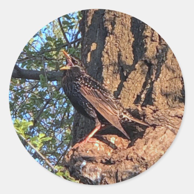 Starling Bird Stickers (Vorderseite)