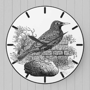 Starling Britischer Vogel Große Uhr