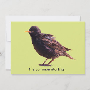 Starling einladung
