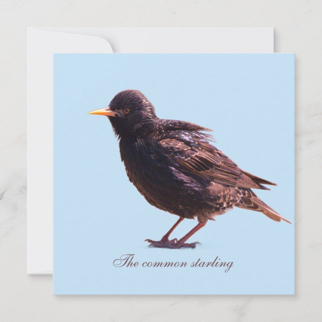 Starling  feiertagskarte (Vorderseite)