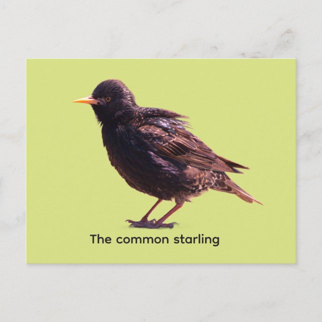 Starling  feiertagspostkarte (Vorderseite)